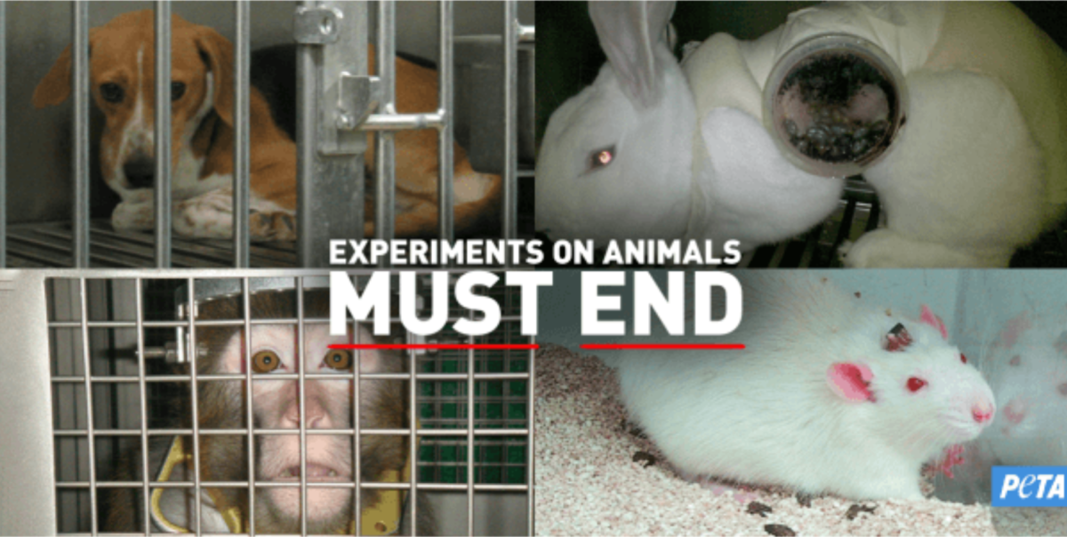 Las especies de animales que son usualmente utilizadas en  experimentos para comprobar la eficacia de un producto. Estos experimentos se llevan a cabo en laboratorios con una frecuencia indeterminada dependiendo de los productos a comprobar, para tener la seguridad de su efectividad en  el momento que sean utilizados por humanos.
